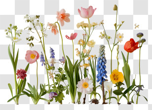 Spring Flowers - Collection Of Colorful Wildflowers Transparent PNG