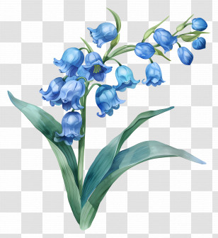 Bluebell Flower - Beautiful Bluebell Flower Illustration Transparent PNG