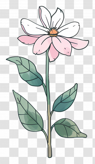 Flowers - Soft Pastel Pink Daisy Flower Illustration Transparent PNG