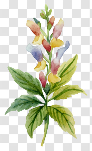 Watercolor Painting - Colorful Flower In Bloom Transparent PNG