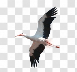 Crane White Feather - Ciconiiformes Transparent PNG