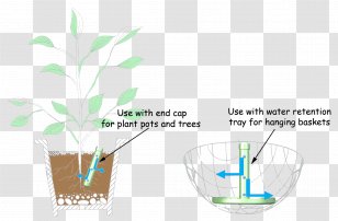 Water Leaf - Grass Family Transparent PNG