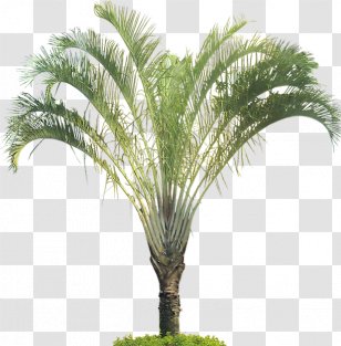 Dypsis Decaryi Tree Arecaceae Tropics Plant - Cycad - Tropical Leaf Transparent PNG