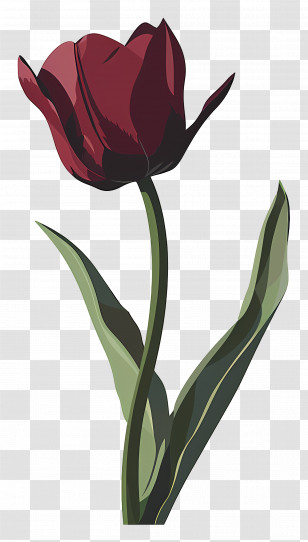 Tulips - Red Tulip Flower Design Transparent PNG