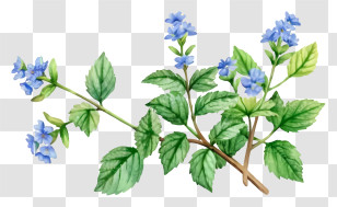 Cartoon - Beautiful Flowering Plant With Blue Blossoms Transparent PNG