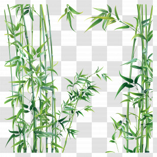 Bamboo Grass - Green Bamboo Stalks Illustration Transparent PNG