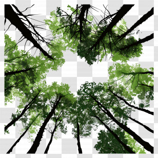 Forest Canopy - Tree Canopy From Below Transparent PNG