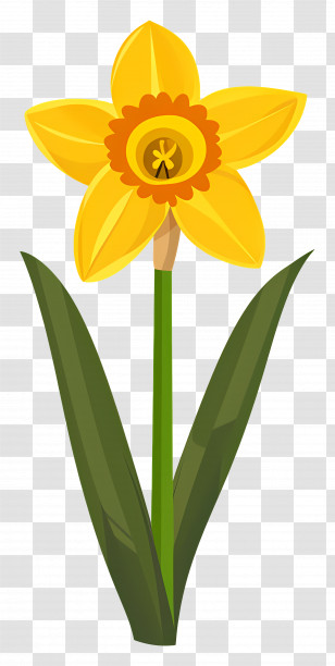 Daffodil Flower - Yellow Daffodil Flower Illustration Transparent PNG
