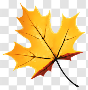 Yellow Maple Leaf - Autumn Yellow Maple Leaf Illustration Transparent PNG