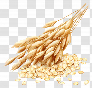 Oats - Golden Wheat Transparent PNG