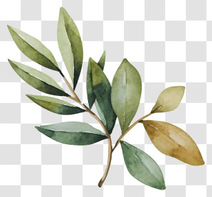 Cartoon - Watercolor Olive Branch Illustration Transparent PNG