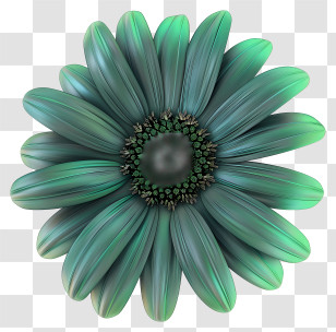 Transvaal Daisy - Beautiful Green Flower Transparent PNG