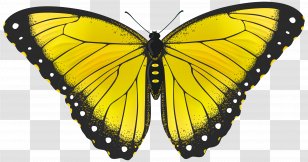Butterfly Yellow Clip Art - Arthropod - Transparent Image Transparent PNG