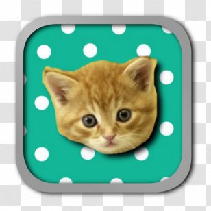 Kitten Toyger Persian Cat Exotic Shorthair Burmese - Like Mammal Transparent PNG