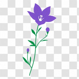 Platycodon Grandiflorus Illustration Clip Art Illustrator - Plants Transparent PNG