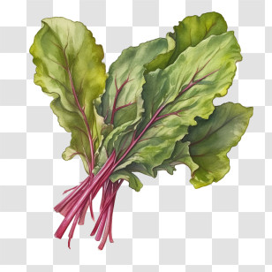 Beet Greens
 - Fresh Green Chard Leaves Transparent PNG