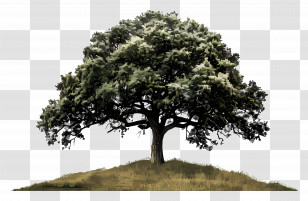 Oak Tree - Majestic Oak Tree In Natural Landscape Transparent PNG