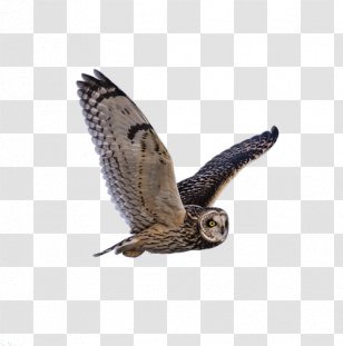 Owl Bird Symbol Gray Wolf - Wing Transparent PNG