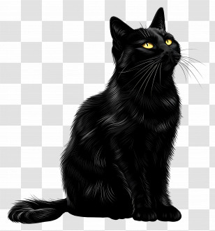 Black Cat - Black Cat With Amber Eyes Sitting Calmly Transparent PNG