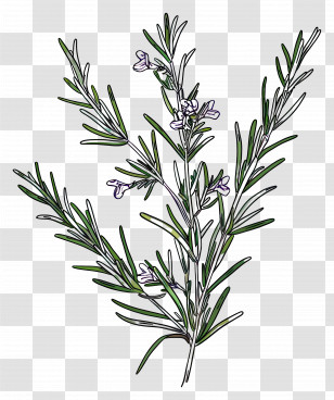 Rosemary - Rosemary Herb With Flowers Illustrated In Detail Transparent PNG