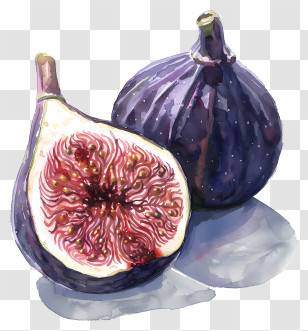 Figs - Purple Figs Watercolor Illustration Transparent PNG