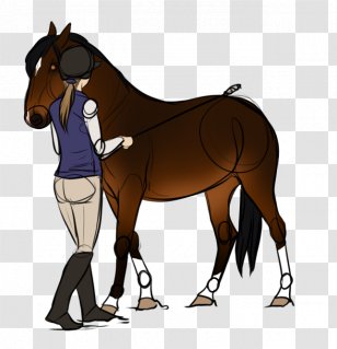 Mustang Foal Pony Stallion Colt - English Riding Transparent PNG