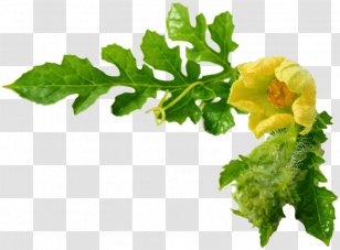 Watermelon Flower Photography Citrullus Lanatus - Melon Transparent PNG