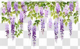 Hanging Flowers - Hanging Purple Wisteria Flowers With Green Leaves Transparent PNG