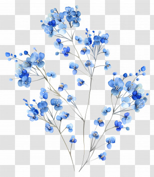 Babys Breath Flower - Beautiful Blue Flower Botanical Design Transparent PNG