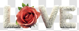 Cartoon - Love Text With Rose Flower Transparent PNG