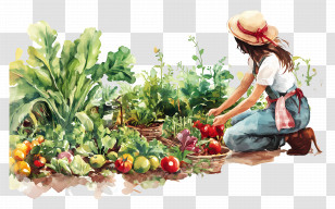 Tend To Garden - Gardener Harvesting Vegetables Transparent PNG