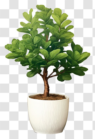 Bonsai Tree - Indoor Potted Green Plant For Home Decor Transparent PNG