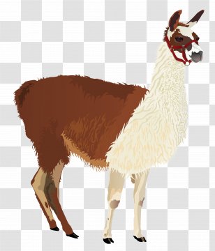 Llama Clip Art - Cartoon - Alpaca Transparent PNG