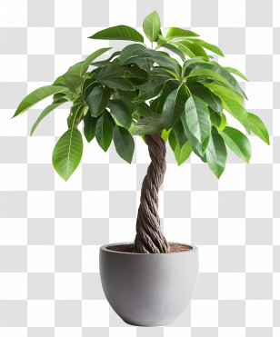Money Tree - Indoor Potted Plant Transparent PNG