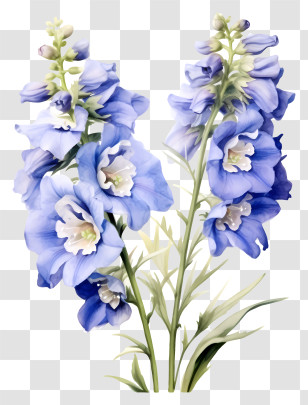 Elegant Delphinium Flower - Beautiful Blue Flowers In Bloom Transparent PNG