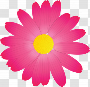 Marguerite Flower Spring Flower Transparent PNG