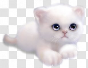 Kitten Whiskers Burmilla Malayan Cat Persian - Asian Transparent PNG
