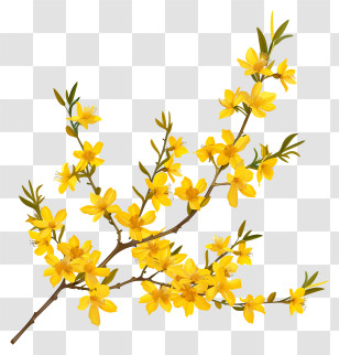 Forsythia Flower - A Branch Laden With Yellow Flowers Transparent PNG