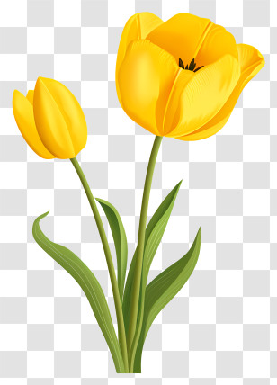 Yellow Tulip - Yellow Tulips In A Botanical Artwork Transparent PNG