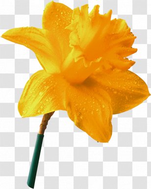 Daffodil Narcissus Yellow Flower - 2016 Transparent PNG