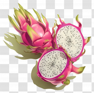 Dragon Fruit - Dragon Fruit Illustration Transparent PNG