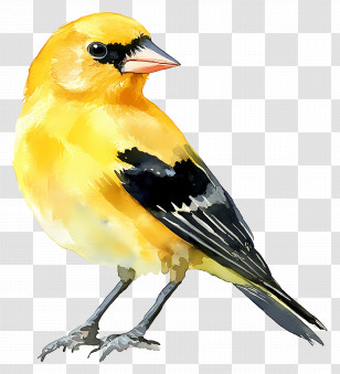 Watercolor Bird - Bright Yellow Bird Illustration Transparent PNG