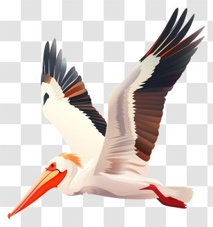Pelican - Flying Pelican Illustration Transparent PNG