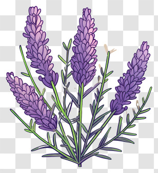 Lavender Flowers - Detailed Lavender Plant Art Illustration Transparent PNG