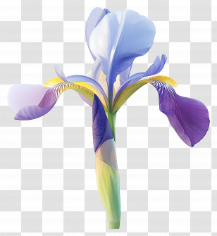 Algerian Iris - Beautiful Iris Flower Transparent PNG