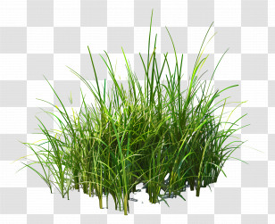 Grass Plant - Lush Green Grass Patch Transparent PNG