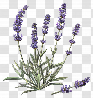 English Lavender - Elegant Lavender Plant Botanical Illustration Transparent PNG