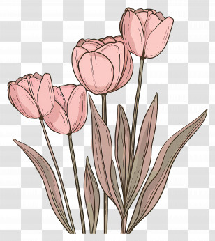 Pink Tulips - Pink Tulip Flowers Illustration Transparent PNG