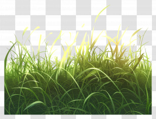 Grass Field - Lush Green Grass With Beautiful Sunlight Transparent PNG