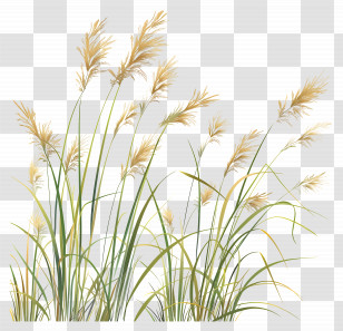 Long Grass - Tall Reeds With Feathery Plumes In Nature Scene Transparent PNG